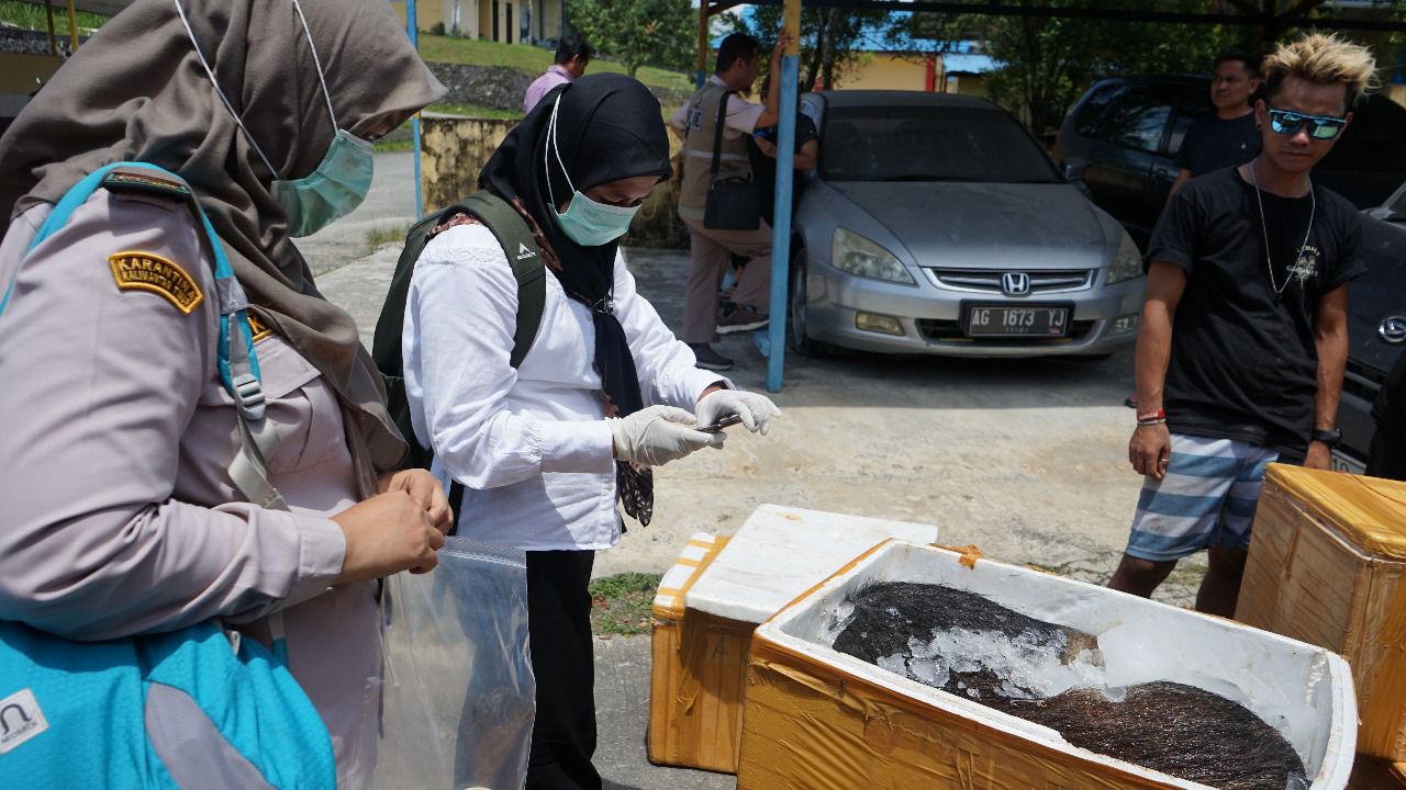 Polda Kaltim Gagalkan Penyelundupan Ratusan Kilogram Daging Babi Ilegal, Kini Telah Dimusnahkan