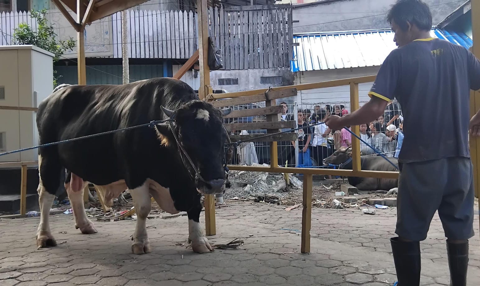Sapi Presiden 'Madukoro' Tiba di Masjid Tertua Balikpapan, Warga Kampung Baru Geger!