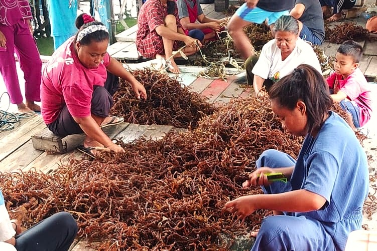 Limbah Perusahaan Ancam Produksi Rumput Laut di Bontang
