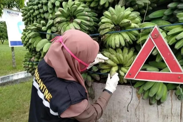 Ekspor Pisang Menjanjikan, Pemprov Kaltim Dorong Petani Tingkatkan Produksi