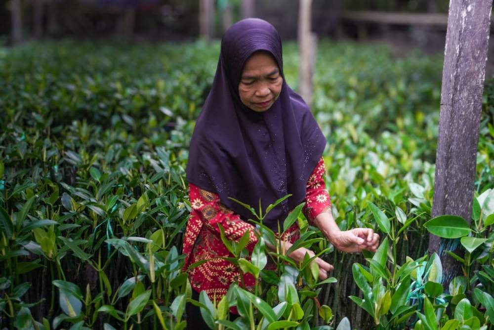 Rada dan Nafas Kehidupan dari Hutan Mangrove Telok Bangko