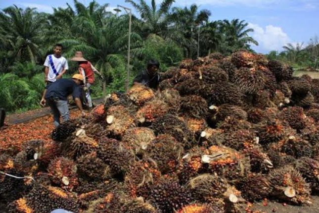 Hilirisasi Sektor Perkebunan Kelapa Sawit di Berau Makin Menguat