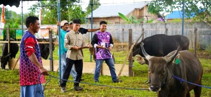 Sejumlah Peternak Ikuti Kontes Sapi PEDA XI Kaltim di Kubar 