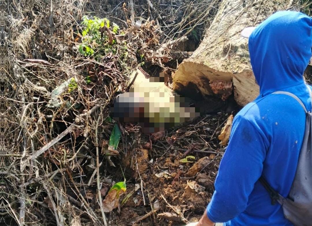 Pria 58 Tahun Meninggal Tertindih Pohon di Kebunnya Sendiri