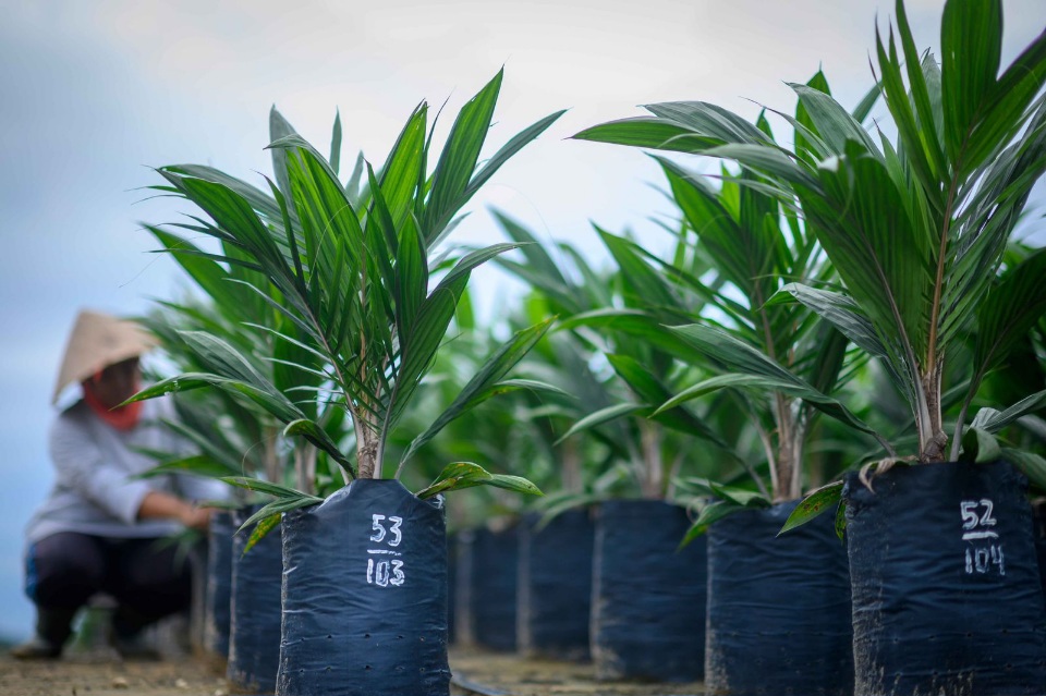Permintaan Benih Sawit Melonjak hingga Kaltara