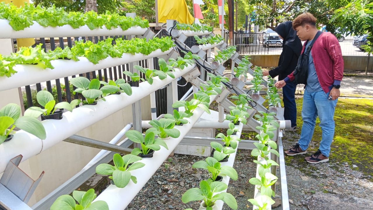 Wujudkan Ketahanan Pangan, Dinas Pangan Ajak Masyarakat Tanam Sayur Secara Hidroponik