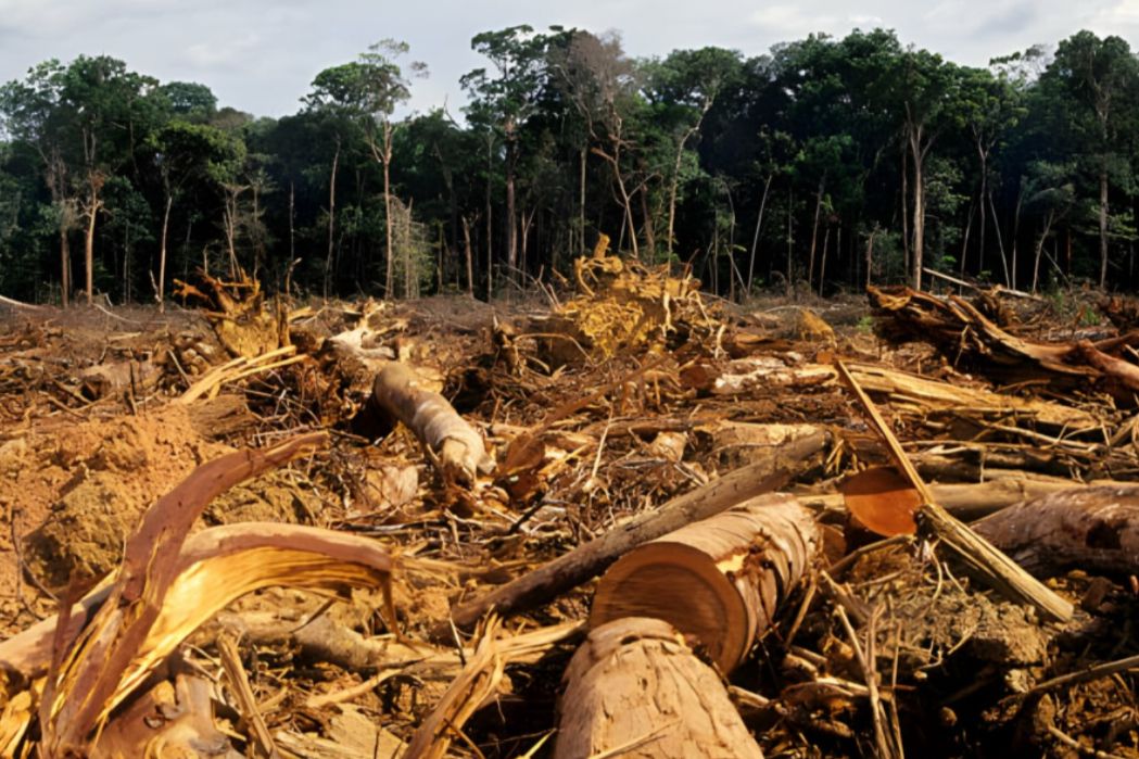 Kukar Mengalami Deforestasi Besar, Dinas LHK Sebut Kewenangan Kelola Hutan Terbatas 