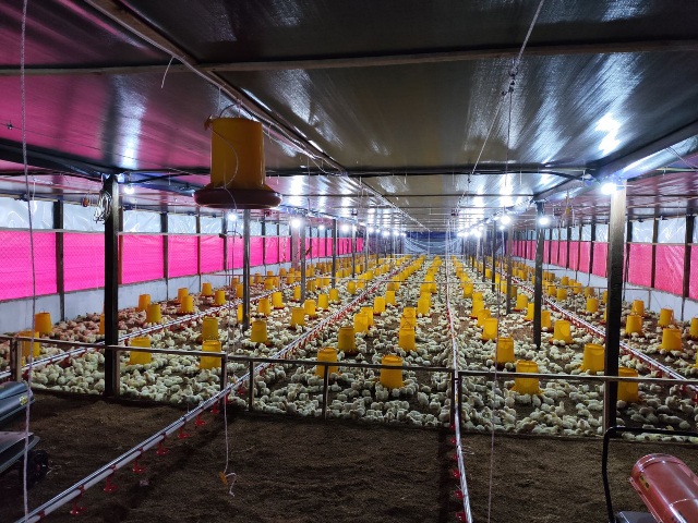 Disbunak Paser Bangun Kandang Ayam Closed House di 3 Desa, Tapi Baru 1 Siap Produksi