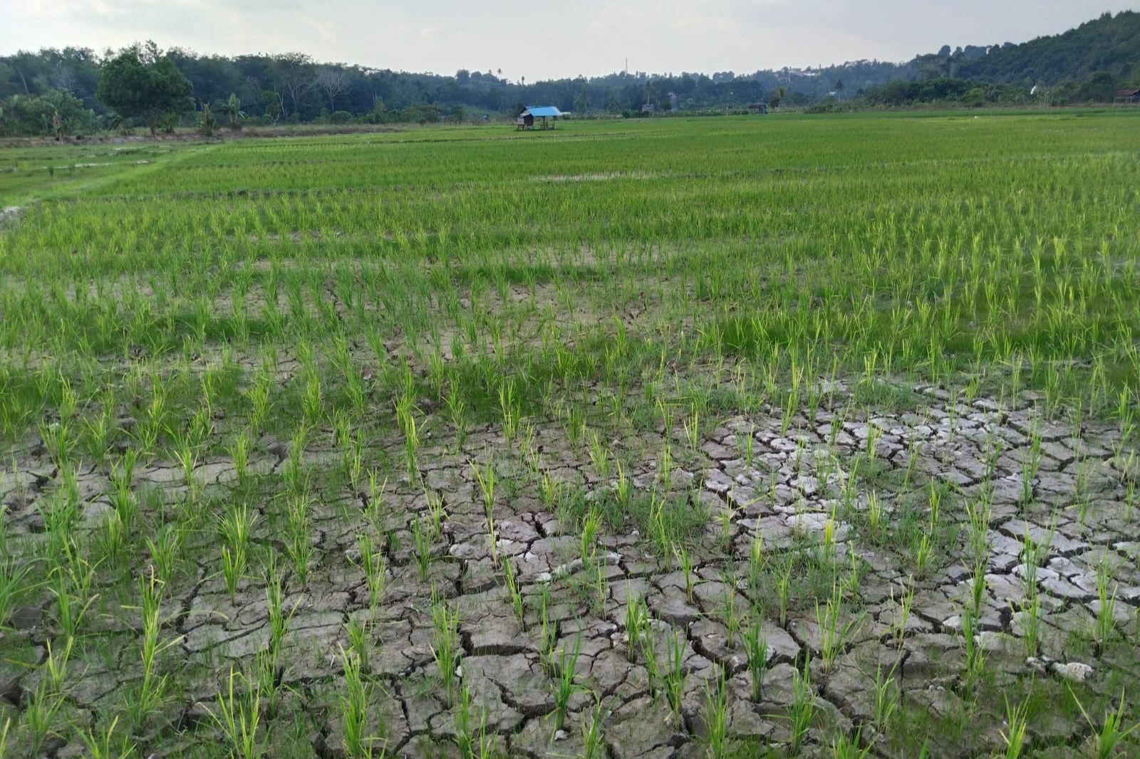Kekeringan Melanda Sawah Bukit Biru, Petani Minta Distanak Respons Cepat