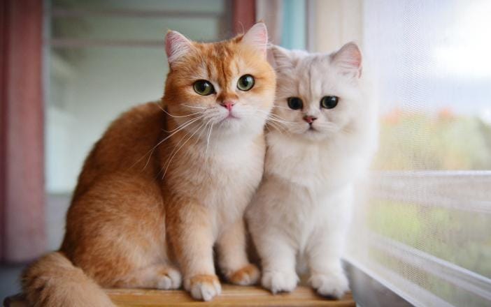 Sering Dianggap Mistis, Ini Fakta Kucing Mati di Rumah yang Sebenarnya