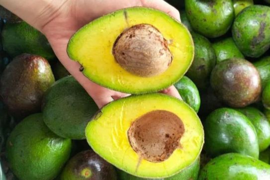 Mengonsumsi Alpukat bisa Tingkatkan Kesehatan Jantung, Mengandung Lemak Baik