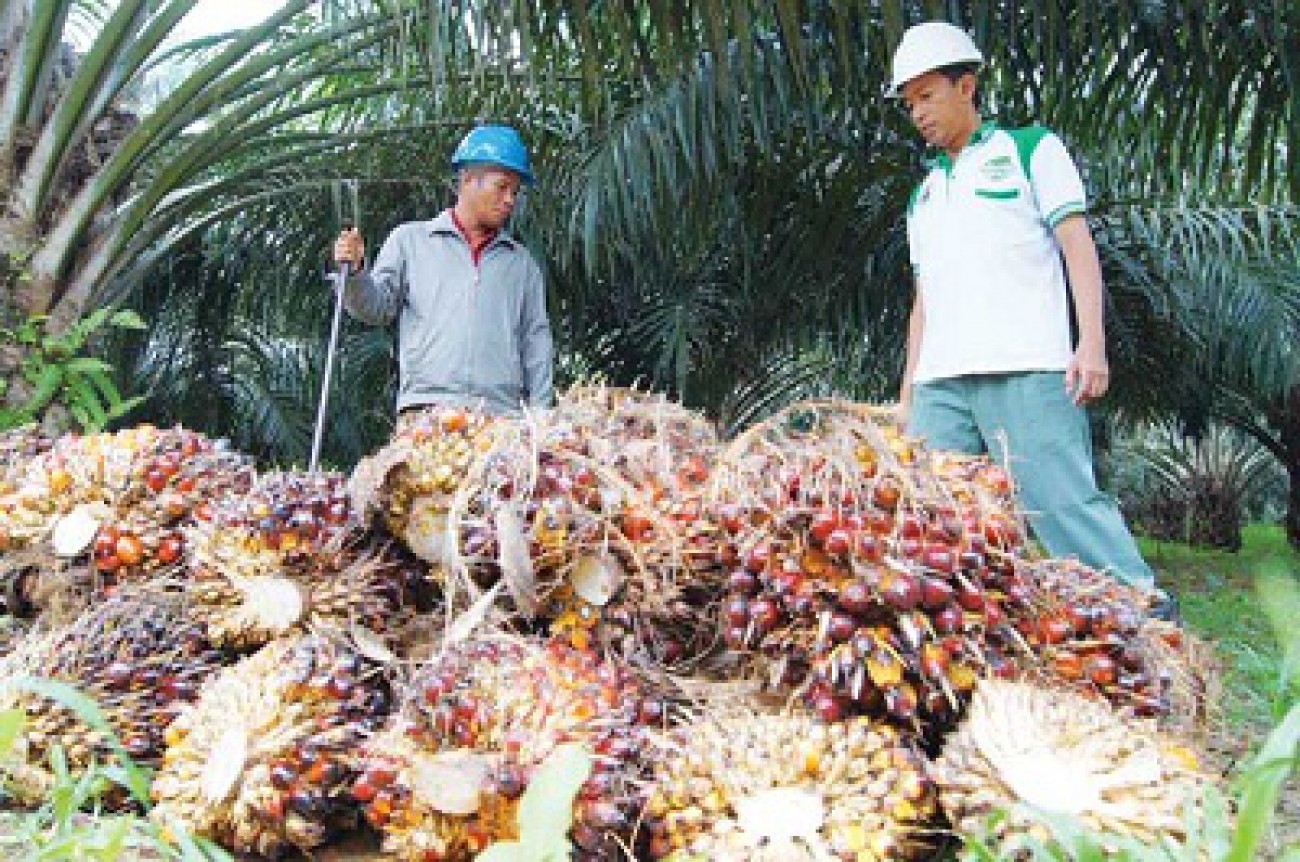 Harga TBS Sawit di Kukar Kembali Menguat, Capai Rp 3.300 per Kilogram 