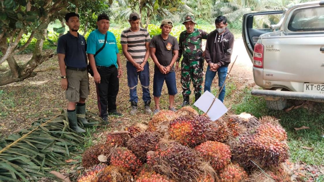Gelapkan Brondolan Sawit, 3 Pekerja PT Prima Mitrajaya Mandiri Berurusan dengan Polisi