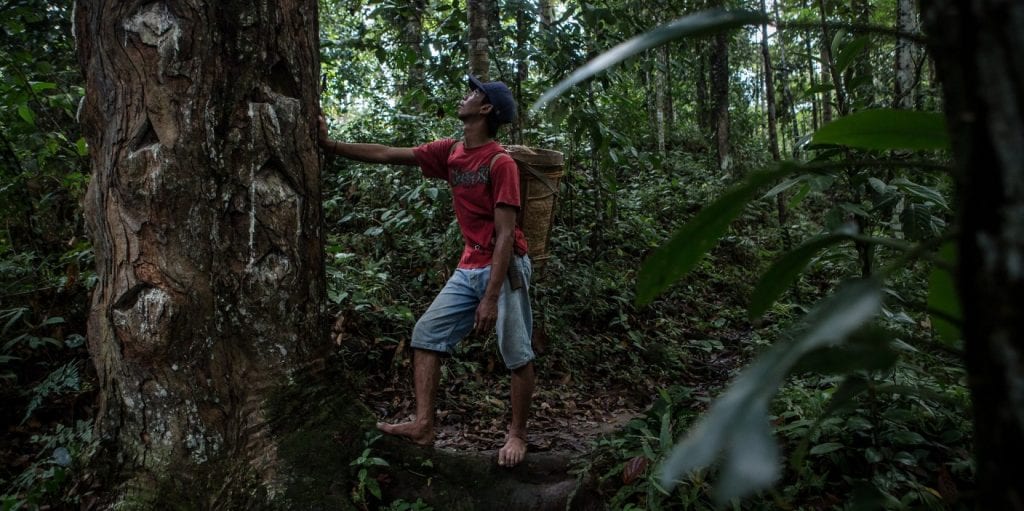 250 Ribu Hektare Lahan Hutan Dibebaskan untuk Perhutanan Sosial 