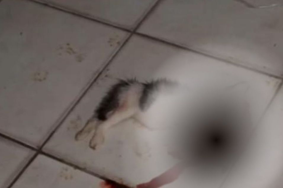 4 Anak Kucing Ditemukan Tewas Mengenaskan di SMKN 3 Balikpapan, Dugaan Penganiayaan Dilaporkan ke Polisi