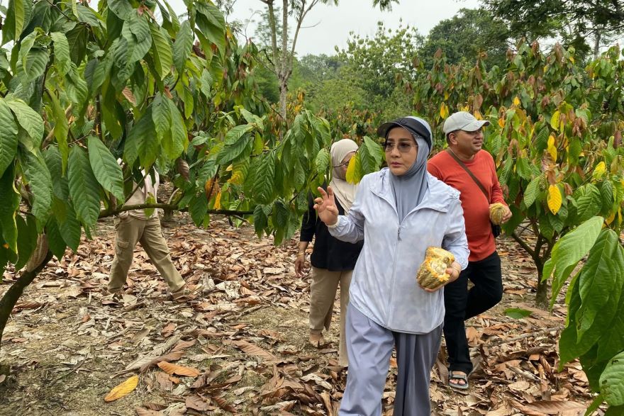 Berau Siap Garap 400 Hektare Komoditas Kakao dan Kelapa Dalam