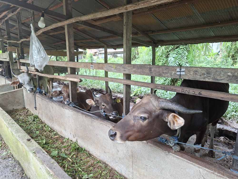 Permintaan Sapi Kurban Naik Dua Pekan Jelang Iduladha