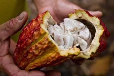 Harga Kakao Terus Naik, Petani di Kampung Laham Mahulu Berharap Bantuan Suplai Bibit