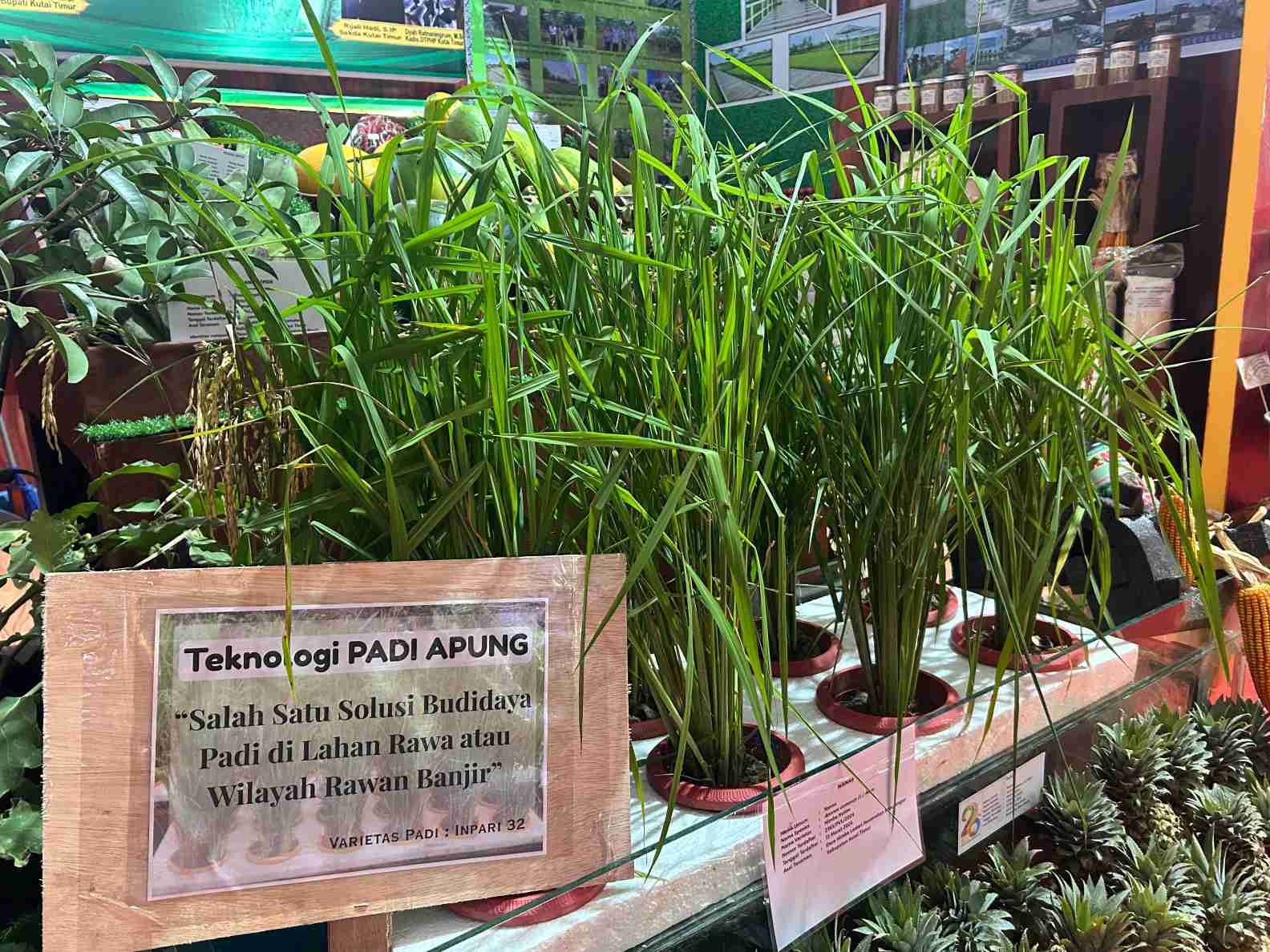 DTPHP Kutim Perkenalkan Teknologi Padi Apung untuk Atasi Lahan Rawan Banjir