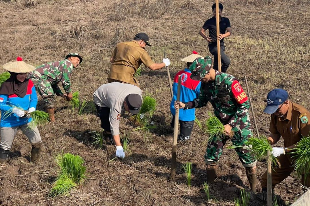 Kodim 0912/Kubar dan Petani Geleo Baru Tanam Padi Mayas, Target 100 Hektare