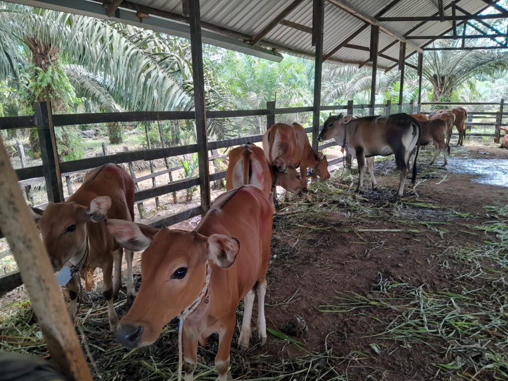 Mahyunadi Ungkap Kendala Besar Pembangunan Breeding Farm Sapi di Kutim 