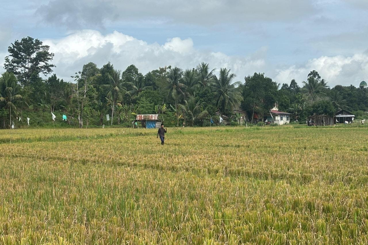 Sepanjang 2024 Kukar Sumbang Hampir 50 Persen Produksi Padi di Kaltim