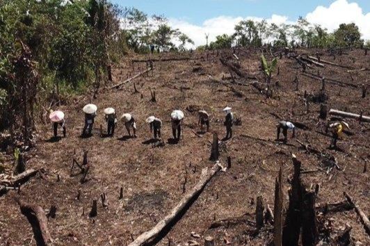 Program Tanam Padi Gunung 10 Hektare di Mahulu Dinilai Gagal, Ketua DPRD Dorong Evaluasi Total