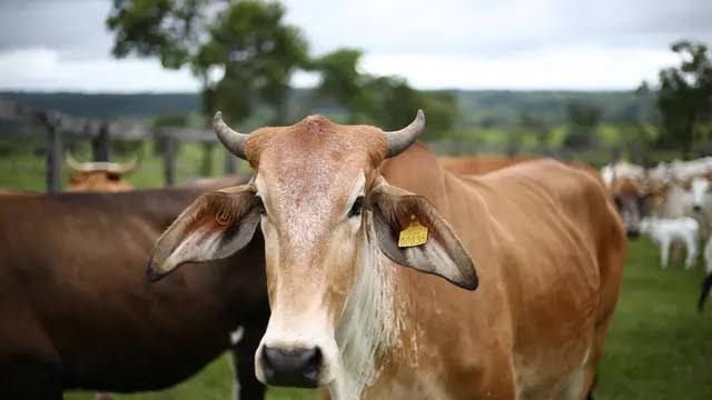 Bagaimana Tips Memilih Hewan Kurban saat Iduladha? Simak Penjelasannya