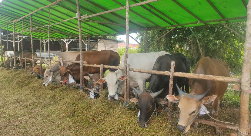 DTPHP Berau Gencar Lakukan Pembinaan Jelang Hari Raya Iduladha