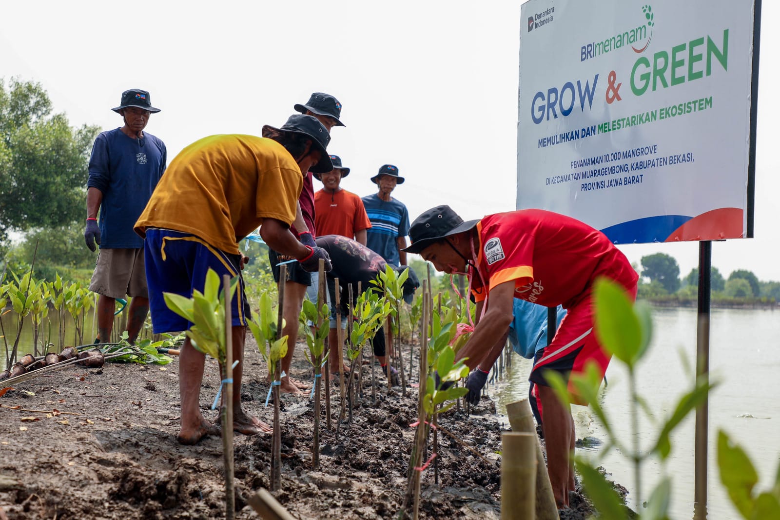 Peringati Hari Mangrove Sedunia, BRI Peduli Kembali Menanam Mangrove di Pesisir Muara Gembong