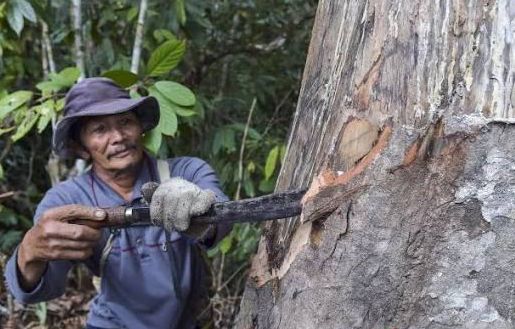 Potensi PNBP Belum Optimal, Realisasi Perhutanan Sosial Kaltim Baru 45 Persen