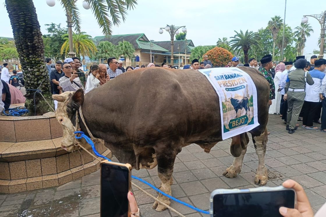 Wamensesneg Klarifikasi Sapi Kurban Prabowo: Ada yang Uang Pribadi