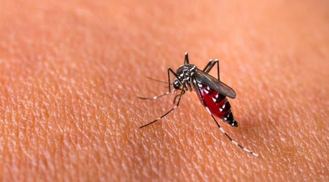 Dalam Waktu Dua Bulan Tercatat 4 Anak di Paser Meninggal Gara-Gara Demam Berdarah Dengue 