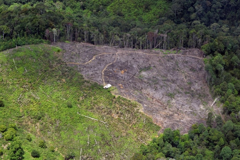 Upaya Jaga Keanekaragaman Hayati, Berau Kecipratan Dana Forest Carbon Partnership Facility-Carbon Fund