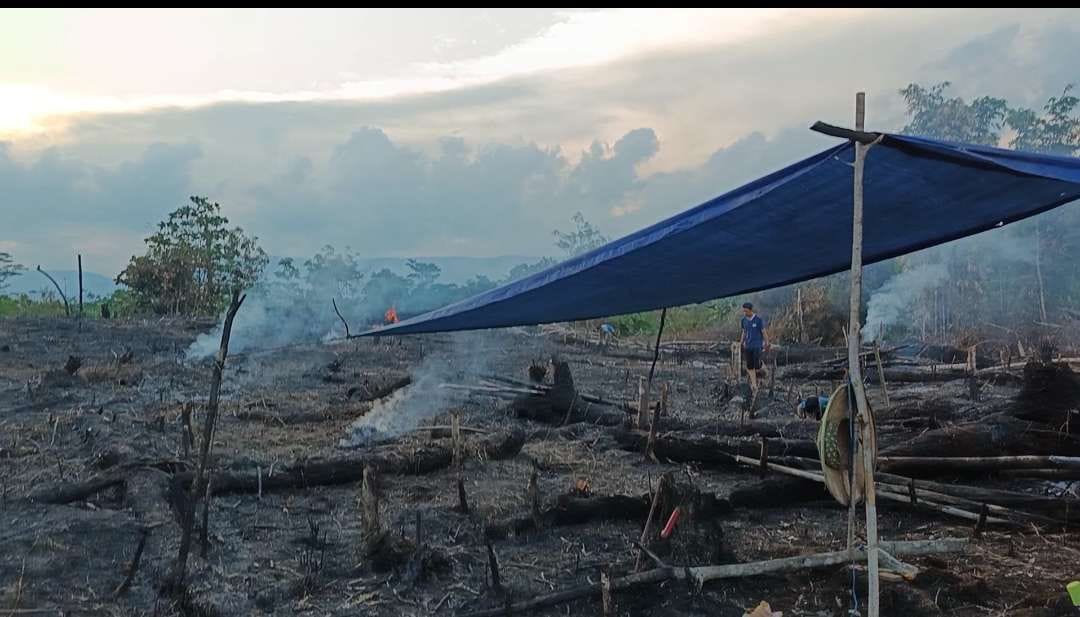 Bentuk Kearifan Lokal, Meski Masyakat Sering Bakar Lahan Pertanian, Kebakaran Hutan di Mahulu Justru Minim