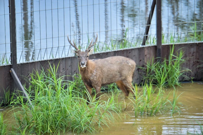 12 Rusa Sambar Dilepasliarkan di Kawasan Hutan IKN