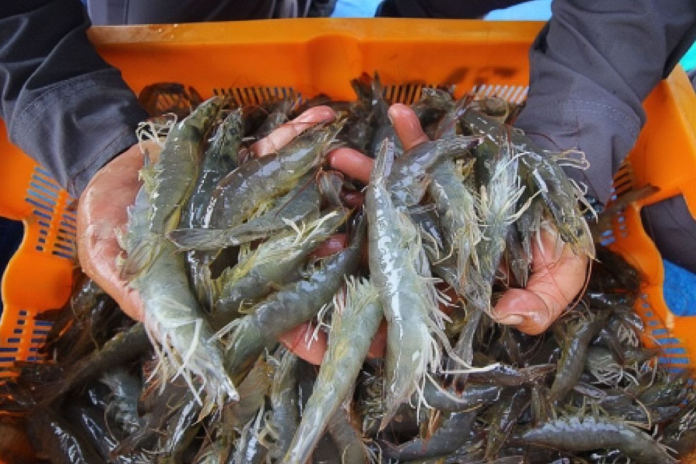 Udang Windu Sumbang Rp164,4 Miliar, Perikanan Kaltim Catat Ekspor Rp256 Miliar