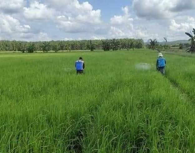 Kurangi Ketergantungan dari Luar, Pemkab Kutim Pacu Produksi Padi, Targetkan Tiga Kali Panen Setahun