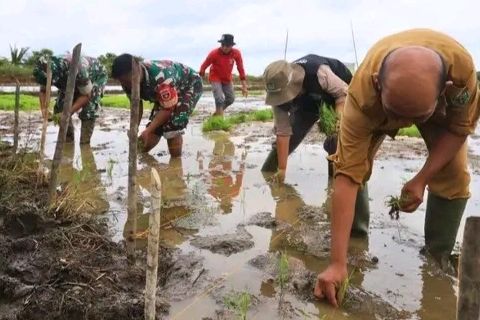 Pemkab Lanjutkan Inovasi Pangan, Inpari 02 Mulai Ditanam di Kutai Barat