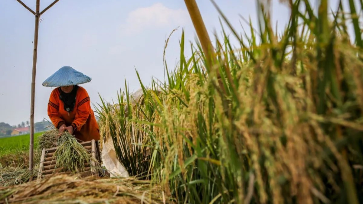 Cadangan Beras Indonesia Melimpah di Tengah Krisis Global, Mentan: Tertinggi dalam 57 Tahun Terakhir