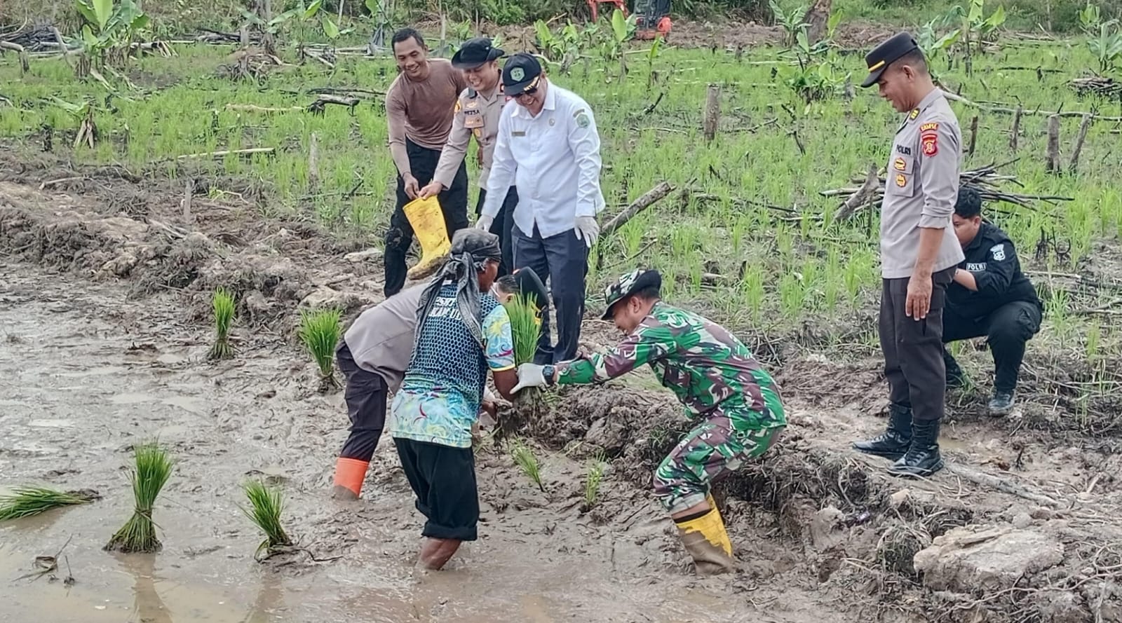 Ubah Kebiasaan Lama, Polres Mahulu Beri Contoh Budidaya Pertanian Padi Sawah