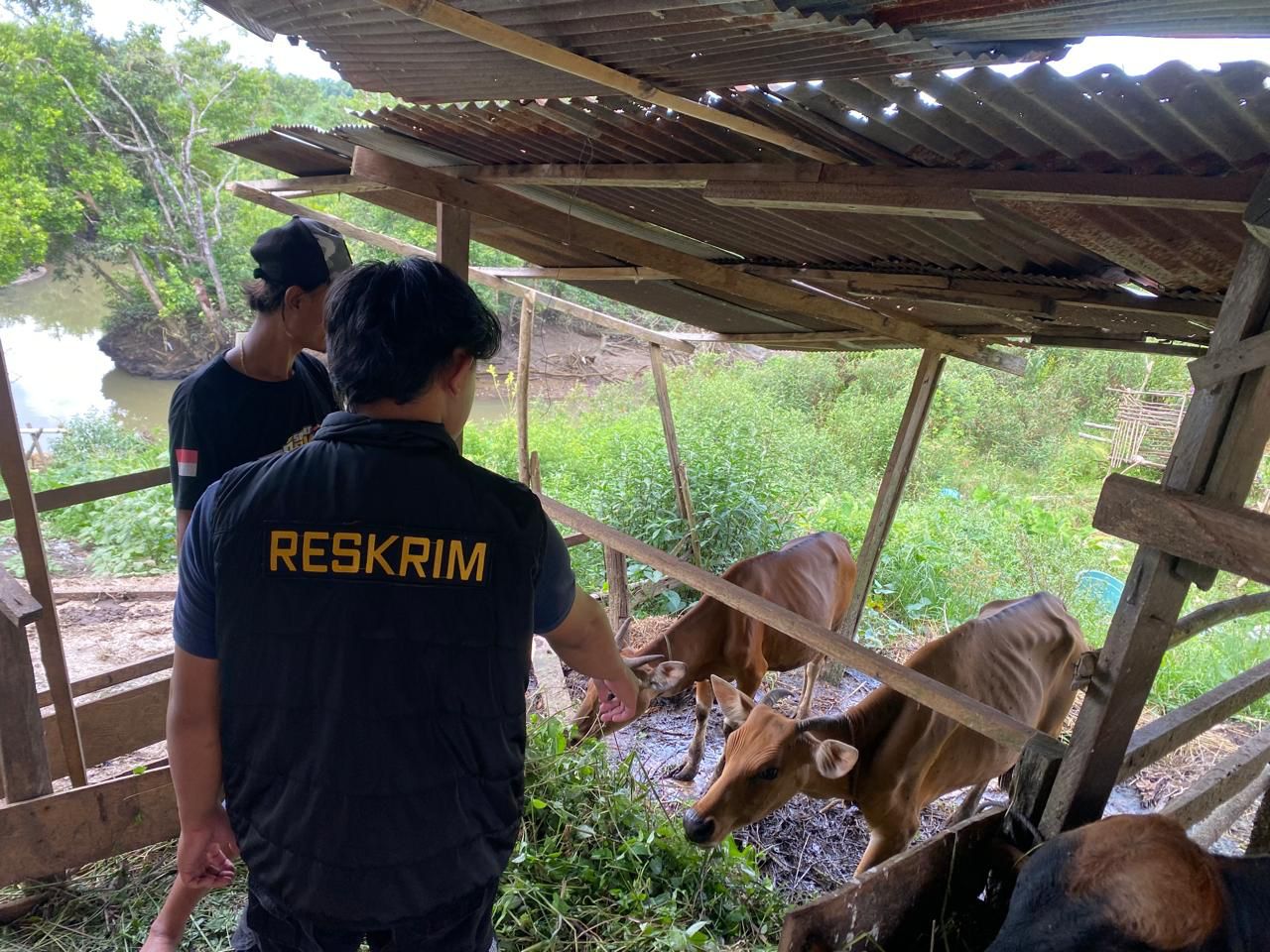 Dipercaya Jaga Ternak, Pria di Paser Malah Curi Sapi yang Dititipkan