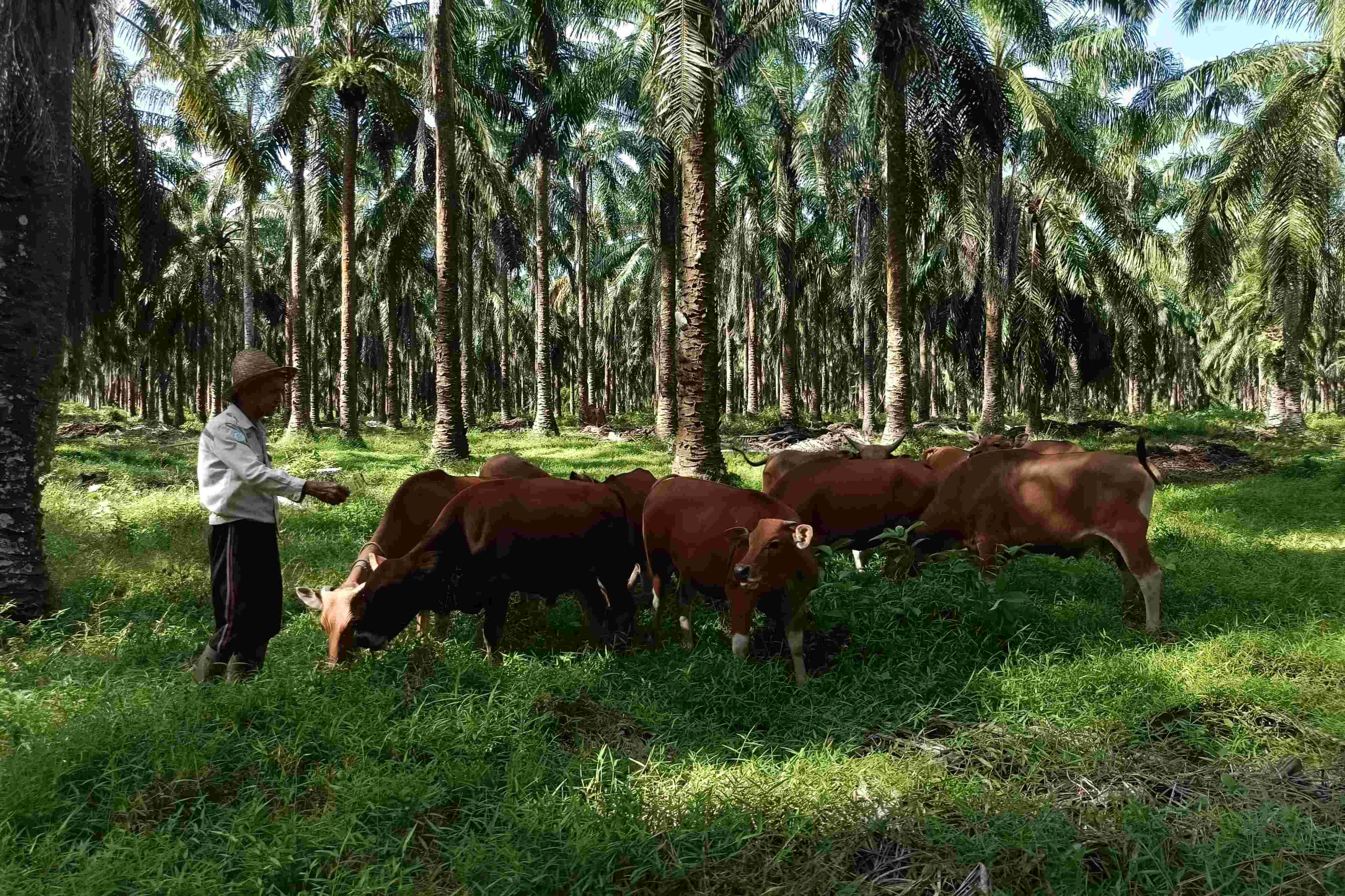 Dapat Hibah 200 Ekor Sapi, Dua Koperasi di Paser Jadi Proyek Percontohan 