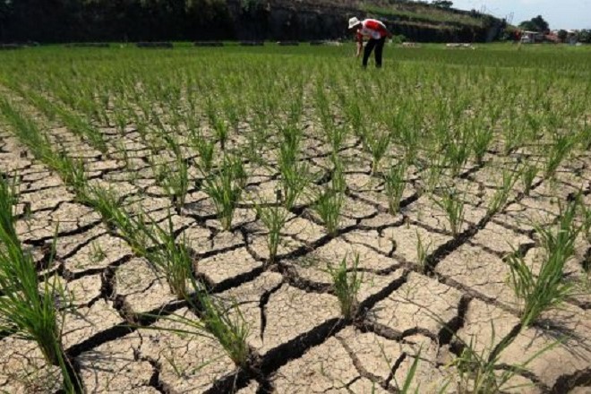 BMKG Ingatkan Potensi Bencana Kelaparan akibat Perubahan Iklim