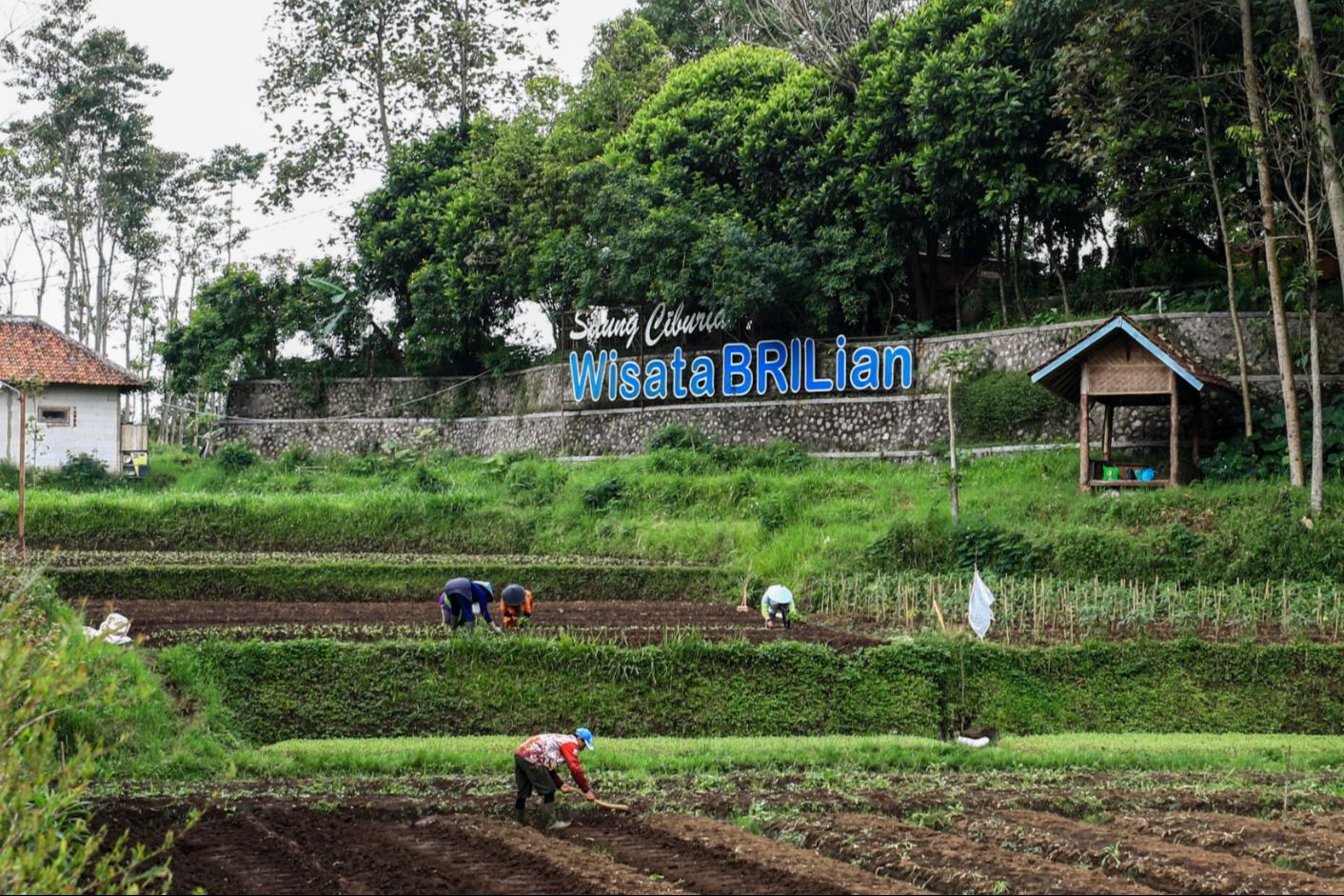BRI Perluas Dukungan bagi Pengembangan Ekonomi Desa, Jangkau 5.245 Desa BRILiaN