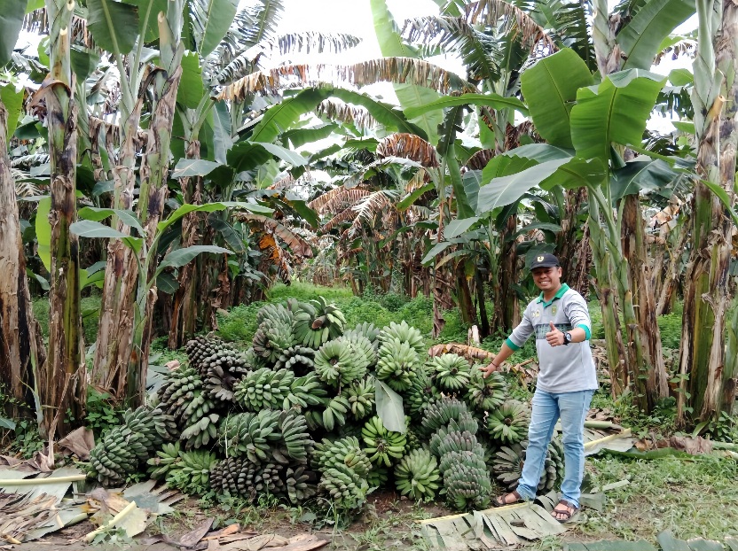Pisang Kepok Grecek Kutim Tembus Pasar Internasional, Ekspor Jalan Terus