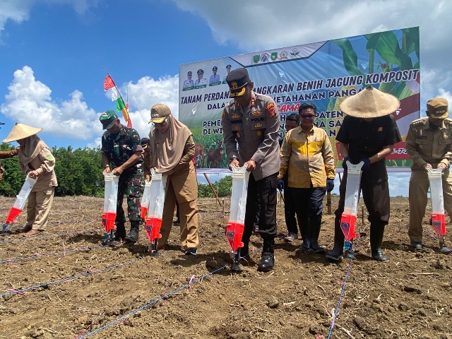 Penangkaran Benih Jagung Komposit, Wujudkan Ketahanan Pangan di Kabupaten Berau