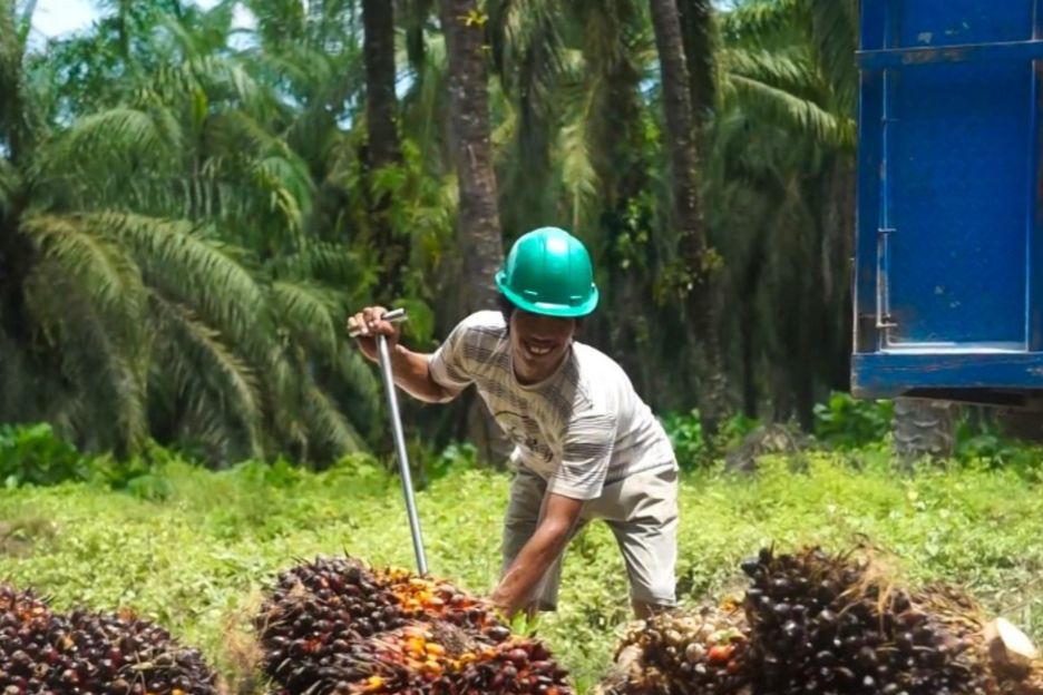 600 Petani Swadaya Kutai Kartanegara Terlibat Program Sawit Berkelanjutan
