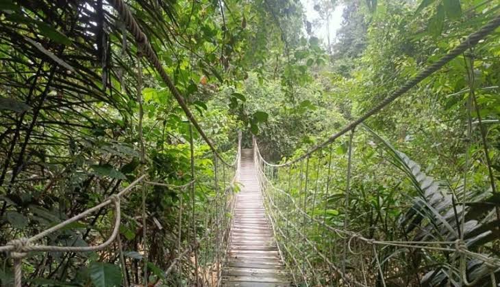 330 Ribu Hektare Perhutanan Sosial Kaltim Dikelola untuk Ketahanan Pangan dan Kemitraan Berkelanjutan