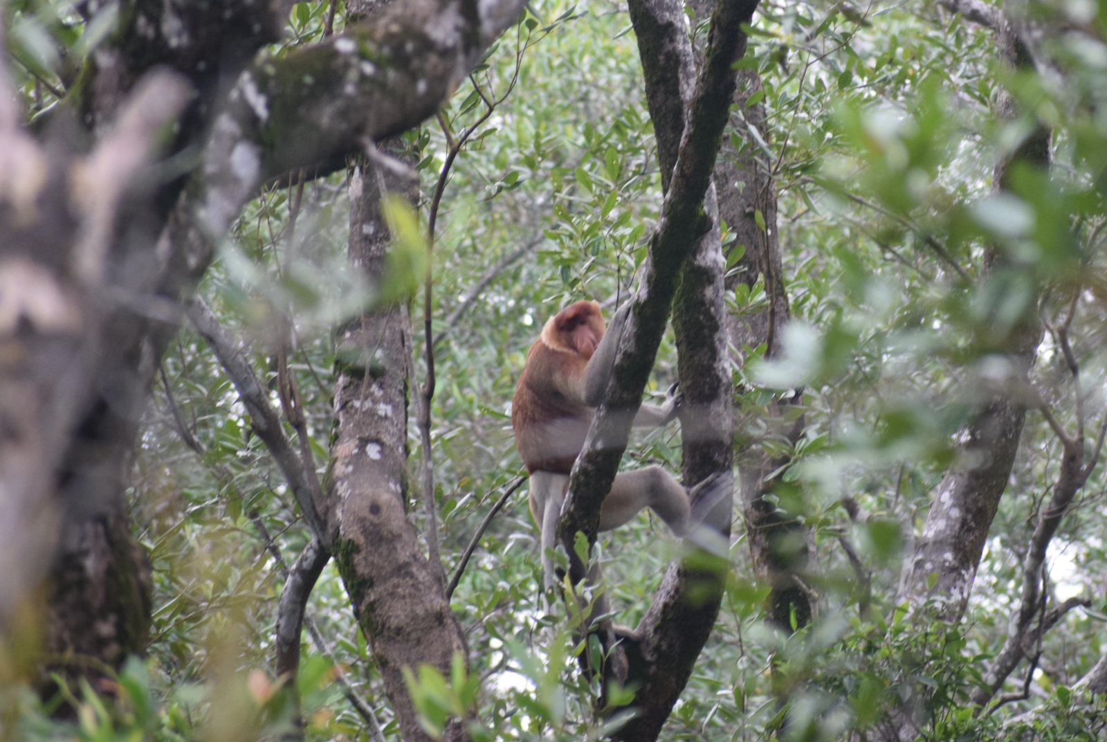 Bekantan Sang Penjaga Ekosistem Pesisir Kalimantan yang Terancam Punah